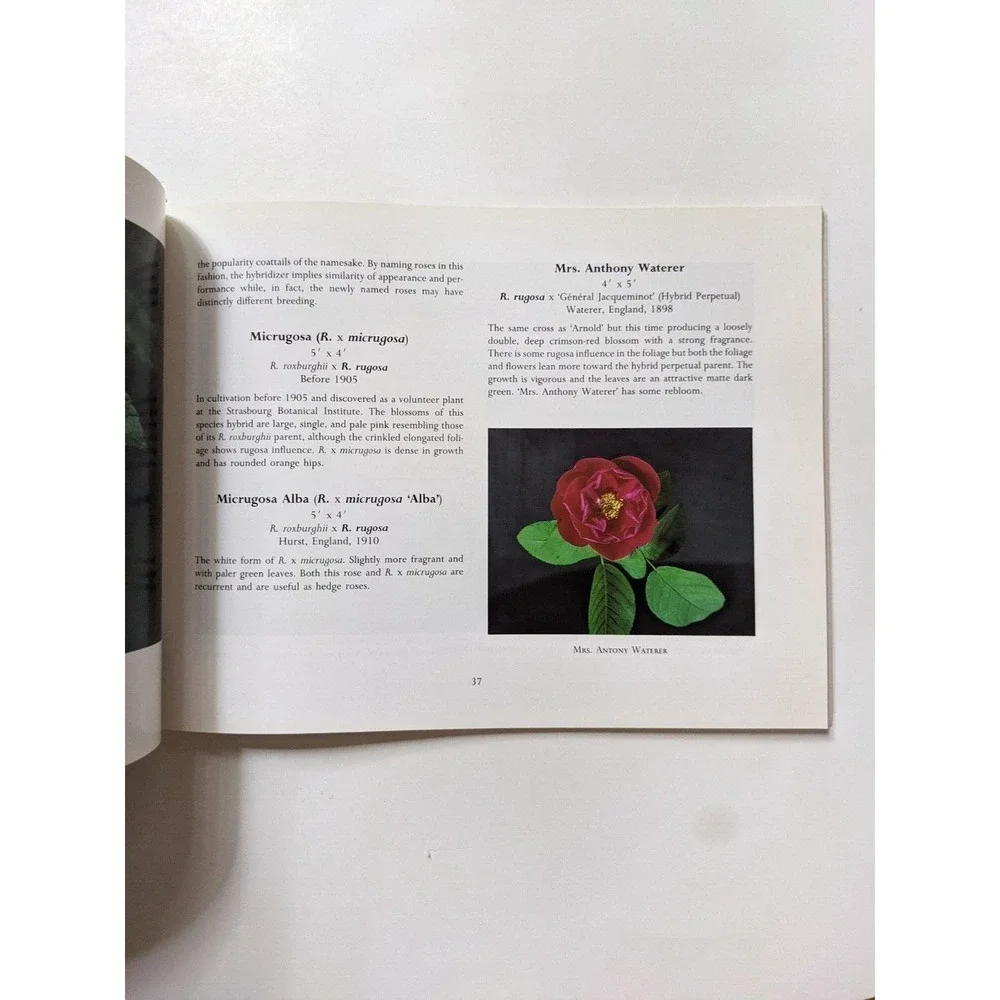 ROSA RUGOSA (1991) by Suzanne Verrier photographs by Charles Steinhacker VTG